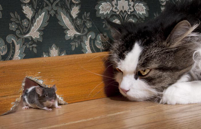 Mèo là một trong những khắc tinh lớn nhất của loài chuột